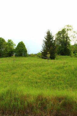 Parkta yeşil çimenler