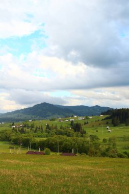 Yeşil çayır manzarası