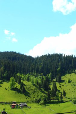 Mavi gökyüzü ile güzel yeşil çimenler