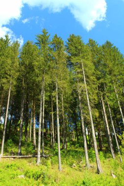 Ormanın güzel manzarası