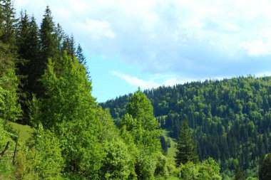 Ormanda yeşil ağaçlar