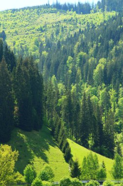 Güzel yeşil orman ve arka planda ağaçlar.