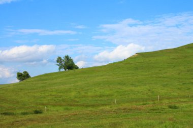 yeşil tarla ve mavi gökyüzü.