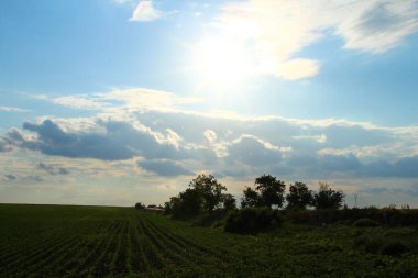 Yeşil çimenli güzel bir tarla ve bulutlu mavi gökyüzü.