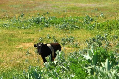 Otlaktaki inekler. İnekler otlakta otlar.