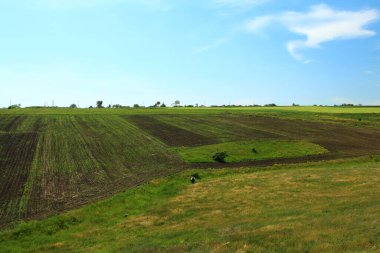 Kırsalda tarla ve yeşil buğday.