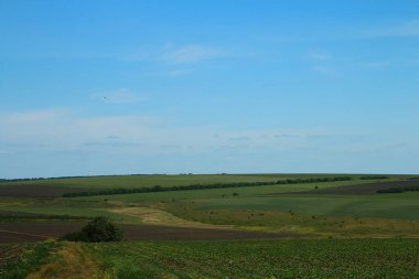Mavi gökyüzü ile güzel bir yaz tarlası