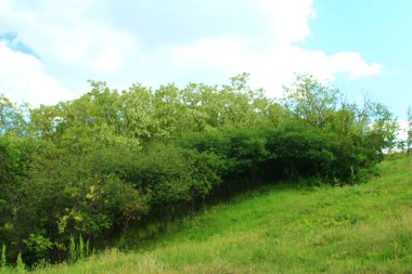 Bir sürü ağaç ve çalısı olan yeşil çayır.