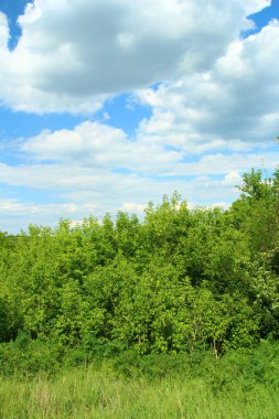 Yemyeşil ağaçlar ve gökyüzü