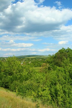 yeşil ağaçlar manzara