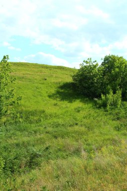 Çayırdaki güzel yeşil çimenler