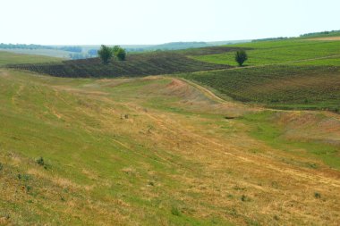 Buğday tarlası ve mavi gökyüzü olan güzel bir manzara.