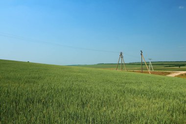 Güneşli bir günde tarlada elektrik direkleri