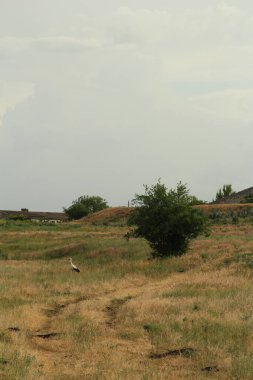 Yeşil bir arazi ve bulutlu bir gökyüzü.