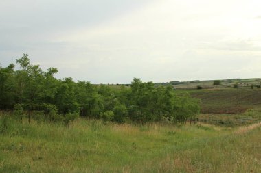 Ön planda ağaçlar ve çimenler olan manzara