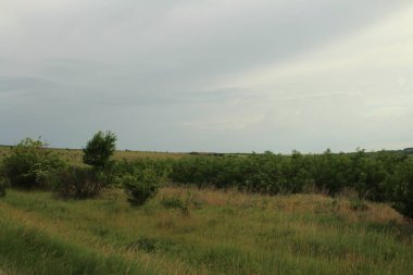 Yeşil ağaçlı ve yollu bir manzara