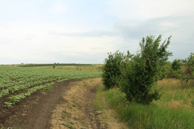 yeşil tarla ve mavi gökyüzü