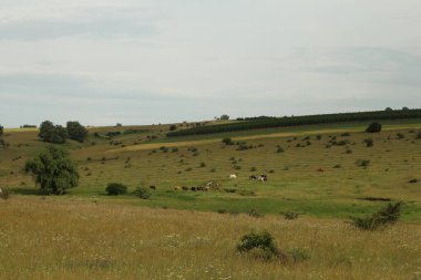 ağaçları ile manzara ve alan