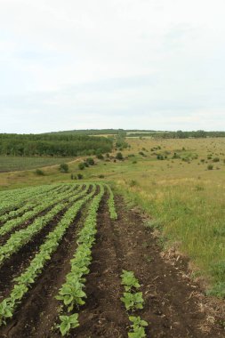 Mısır tarlası ve gökyüzü.