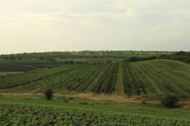 Yeşil tarlalı ve bulutlu güzel bir manzara.