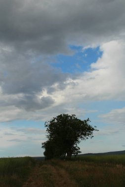 Ağaçları ve mavi gökyüzü olan güzel bir manzara.
