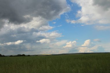 yeşil tarla ve mavi gökyüzü