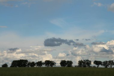 Yeşil tarlalı ve mavi gökyüzüyle manzara