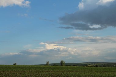 Buğday tarlası ve mavi gökyüzü olan güzel bir manzara.