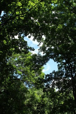 Yaz ormanındaki ağaçlar.