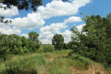Güneşli bir günde yeşil orman