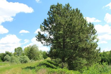 Güneşli bir günde ormandaki ağaçlar
