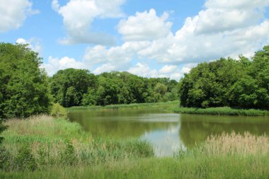Ormanın kıyısında yeşil çimenleri olan güzel bir göl.