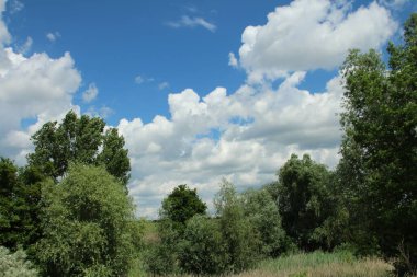 Yaz peyzaj ağaçları ve gökyüzü.
