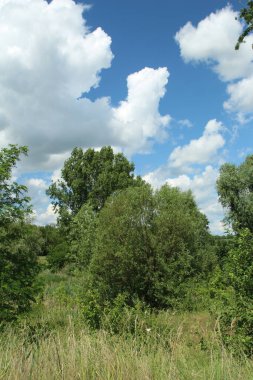 Yazın bozkırın manzarası