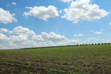 Genç buğdaylı tarla.