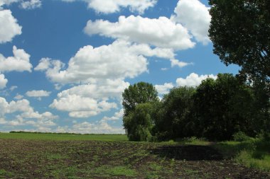 Mavi gökyüzü olan bir buğday tarlasının güzel manzarası