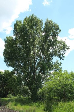 Yazın meşe ağacı