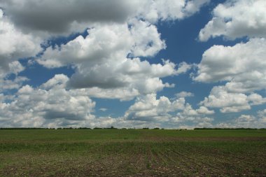 Büyük yeşil çimenleri ve arka planında bulutlu bir gökyüzü olan güzel bir tarla.