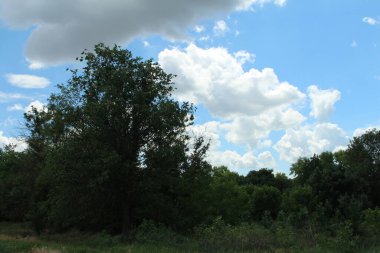 Ağacı ve mavi gökyüzü olan güzel bir manzara.