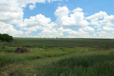 yeşil çayır ve mavi gökyüzü