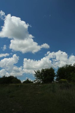 Mavi gökyüzünün altında yeşil bir tarlanın güzel bir görüntüsü.