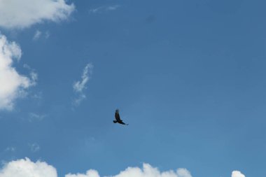 Kuş gökyüzünde uçuyor..