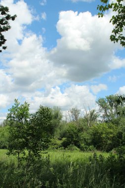 yeşil ağaçlar ve mavi gökyüzü