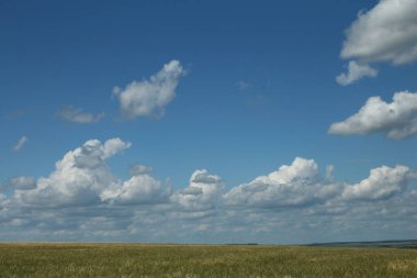 Mavi gökyüzü ve buğday tarlası olan yaz manzarası, bir sürü bulut.
