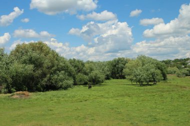 baharda yeşil ağaçlar ve mavi gökyüzü