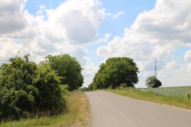 Ağaçların arasından yol