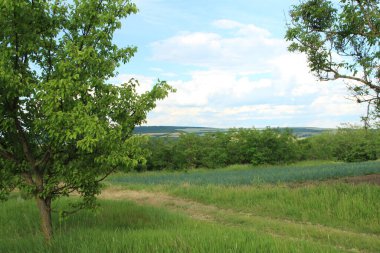 Güzel bir manzara Ağacı ve mavi gökyüzü