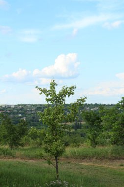 Köyde ağaçların olduğu bir tepeden manzara