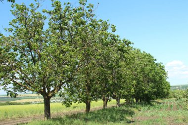 Doğanın güzel manzarası