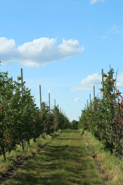 meyve bahçesi, ağaçlar ve elmalar